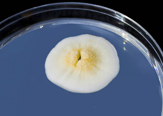 霉菌培養箱溫度設定和注意事項