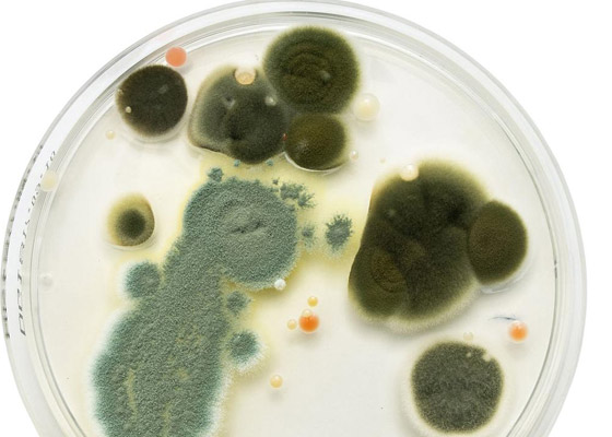 智能霉菌培養箱該如何使用以及保養